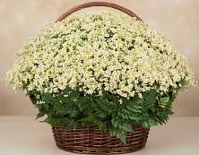 Цветочная композиция из Ромашки в корзине #REPLACE_PRED# Гурьевске Кемеровской области