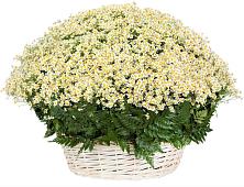 Цветочная композиция из Ромашки в корзине #REPLACE_PRED# Гурьевске Кемеровской области